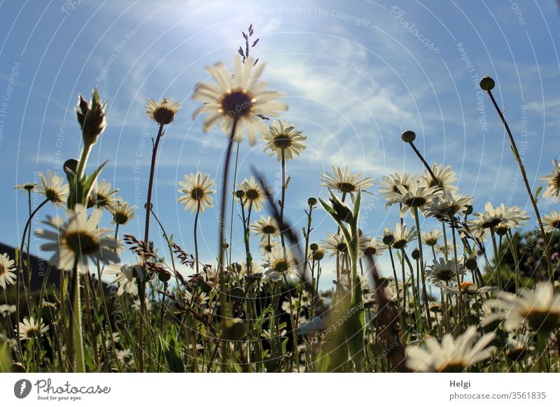 blooming margarite meadow in front of a blue sky with delicate clouds from the frog's perspective Margarites flowers bleed blossom Flower meadow Summerflower