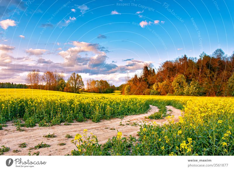 Rural dirt road on blossom canola farm. Oilseed blooming. flower field nature sunset yellow spring summer rural clouds landscape rapeseed green background