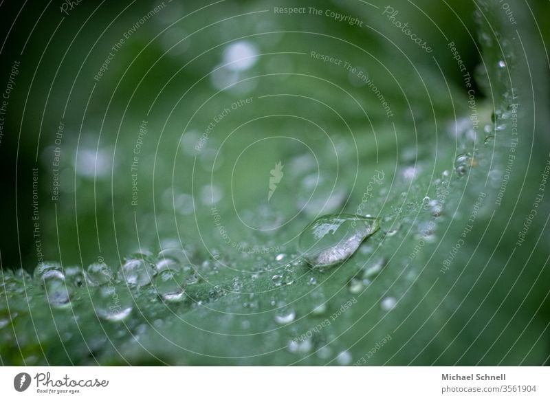 Raindrops on a green leaf raindrops droplet of rain Exterior shot Nature Drop Plant Wet Water Fresh spring flaked Macro (Extreme close-up)