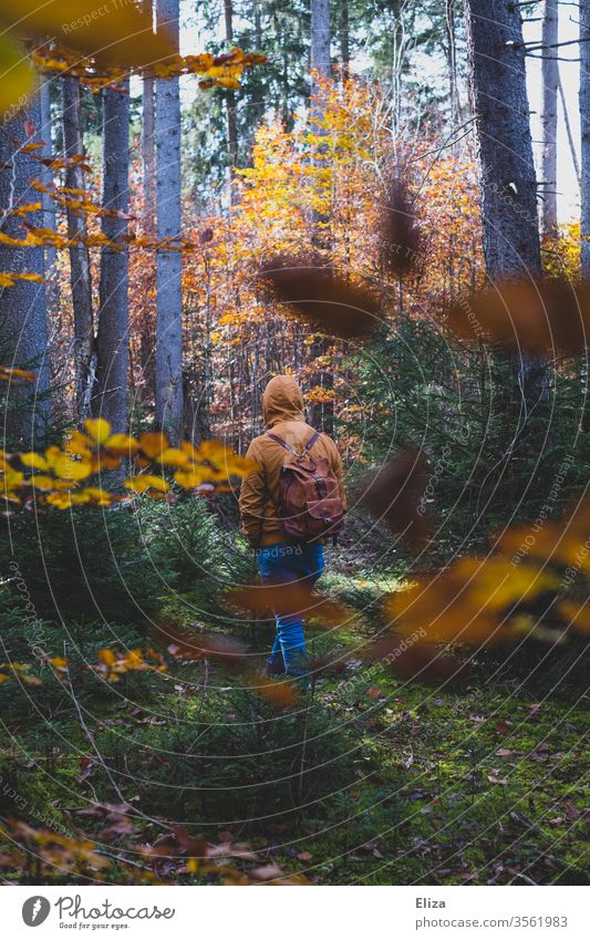 A man walks through an autumnal forest Man Autumn Forest To go for a walk foliage Foliage colouring Nature Autumnal Autumn leaves Season Trip Yellow Backpack