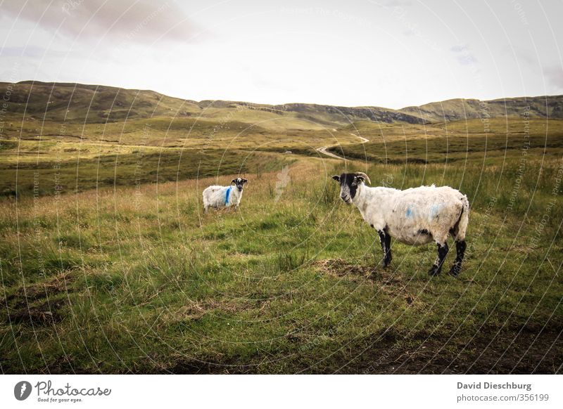 Sheep goats? Vacation & Travel Adventure Far-off places Expedition Mountain Hiking Nature Landscape Spring Summer Autumn Plant Grass Moss Meadow Hill