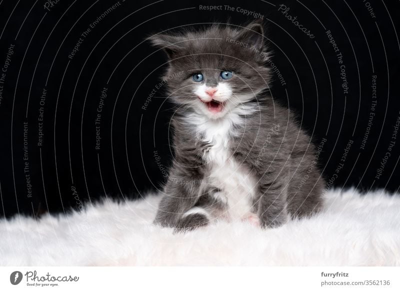 cute blue white maine coon kitten licking her lips against a black background Cat maine coon cat Longhaired cat purebred cat pets Cute Enchanting Diminutive