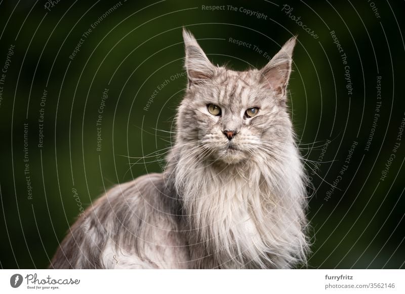 10 year old Maine Coon cat with cataract eye disease Cat maine coon cat Longhaired cat purebred cat pets Pelt Fluffy feline already silver tabby Copy Space