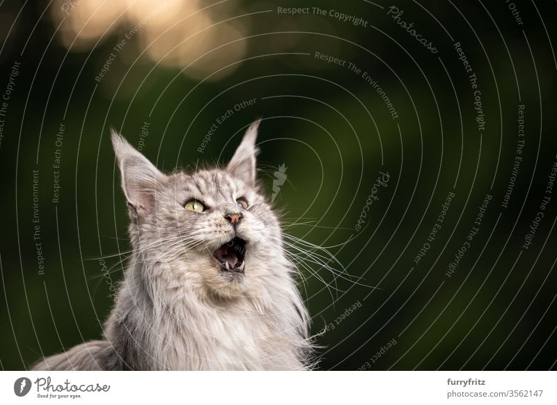 10 year old Maine Coon cat with open mouth meows and looks up Cat maine coon cat Longhaired cat purebred cat pets Pelt Fluffy feline already Funny silver tabby