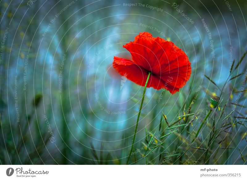 corn poppy Nature Landscape Plant Summer Flower Grass Poppy Garden Blue Green Red Colour photo Exterior shot Detail Macro (Extreme close-up) Deserted