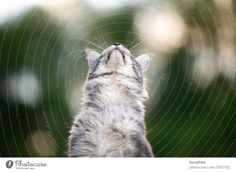 Maine Coon cat, looking up at the sky out in nature Cat maine coon cat Longhaired cat purebred cat pets Cute Enchanting Pelt Fluffy feline already silver tabby