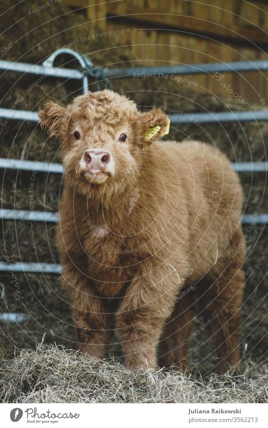 sweet highland beef calf Calf highland cattle Highland cattle Animal chill Farm animal Exterior shot Brown Cattle horns Animal portrait Pelt Nature Sweet Baby