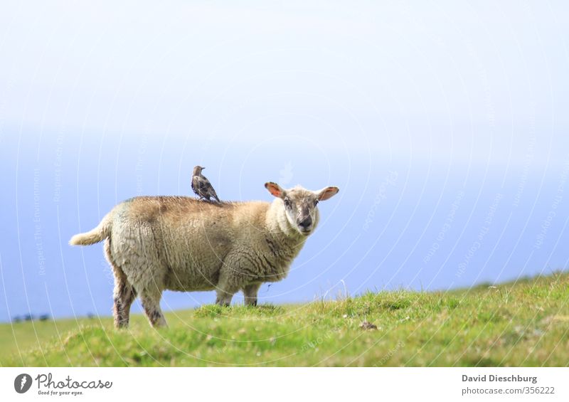 armchair fart Vacation & Travel Expedition Summer vacation Mountain Hiking Nature Sky Spring Beautiful weather Grass Meadow Farm animal Bird 2 Animal Blue