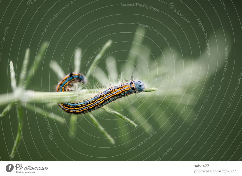 colorful-haired caterpillar climbs up horsetail Nature Caterpillar variegated Contrast Horsetail Climbing Insect larva green Animal Macro (Extreme close-up)