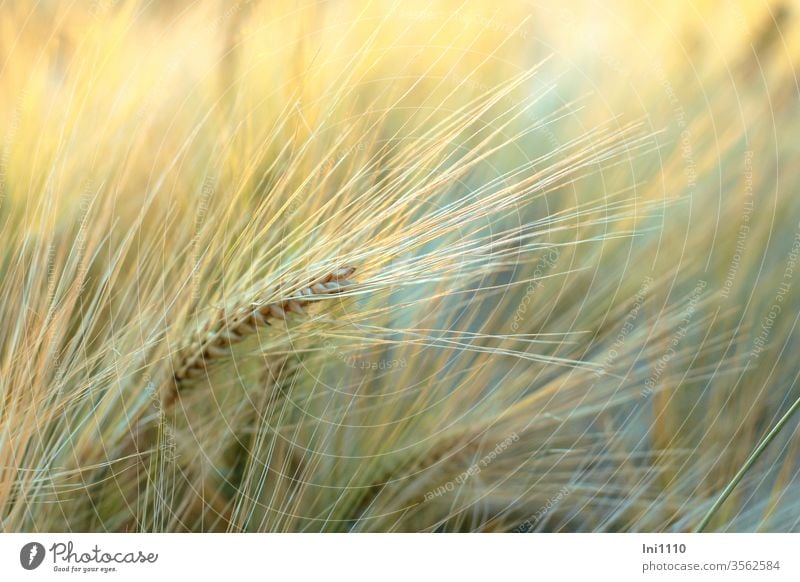 Barley ears at the edge of the field Barleyfield Grannen Cornfield grain Crops Field Immature Summer Agriculture field economy delicate colours Summer evening