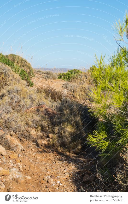 Greece - hiking trail along the coast Coast Mediterranean sea ägais Wilderness Lanes & trails stones Undergrowth Coniferous trees grasses Lichen Dry Yellow Sun