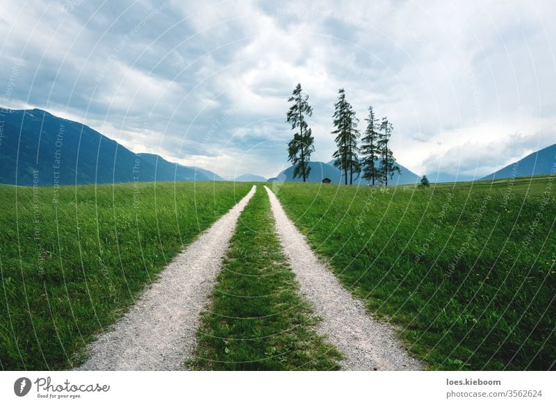 Dirt road through stormy grass landscape with huge pine trees in the Austrian Alps, Mieminger Plateau, Tyrol, Austria alps green summer dirt road austria path