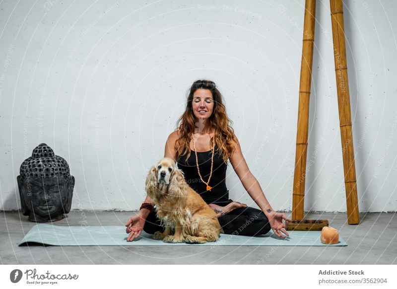 Serene woman practicing yoga in Lotus pose near dog lotus pose meditate practice padmasana content concentrate calm female serene english cocker spaniel animal