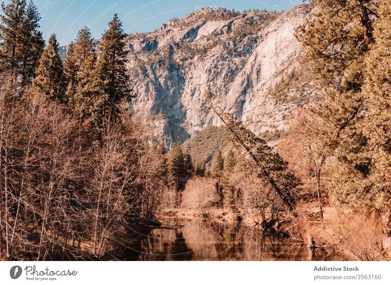 Majestic mountain ridge and coniferous forest cliff rock landscape national yosemite park granite picturesque scenery sunny blue sky travel california usa