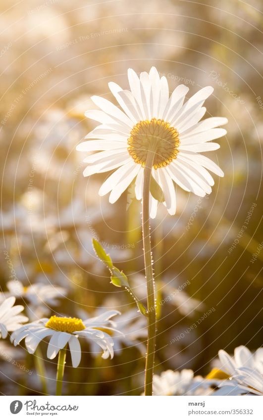 Last sunbath Nature Plant Spring Summer Beautiful weather Flower Blossom Foliage plant Wild plant Marguerite daisy meadow Blossoming To enjoy Illuminate Dream