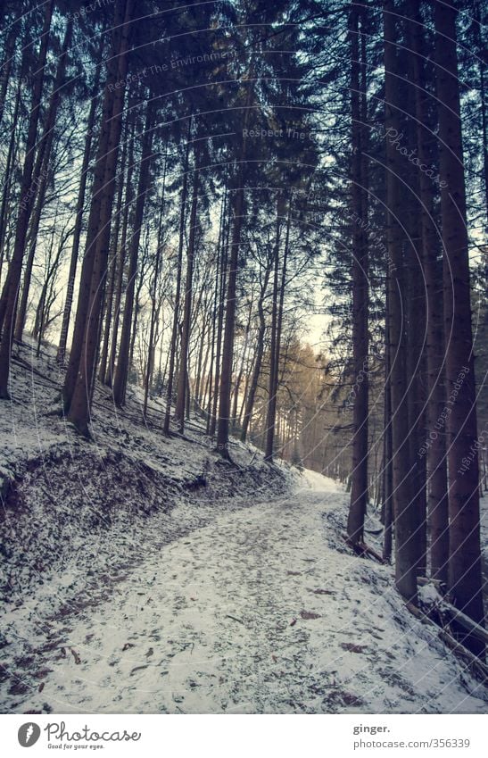 The last winter - Review Environment Nature Landscape Sky Winter Weather Beautiful weather Ice Frost Snow Plant Tree Forest Change Coniferous trees Fir tree