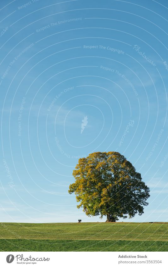 Blooming tree on green field in countryside landscape bright nature blue sky bloom vibrant lonely meadow environment plant summer spring growth flora fresh