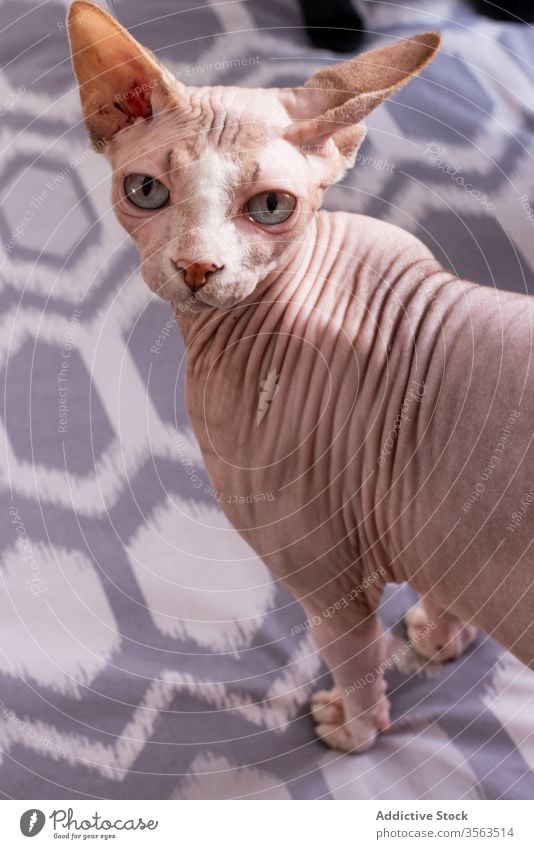 Sphynx cat in light studio sphynx purebred pet alert aggressive domestic animal hairless breed feline mammal serious wrinkle muzzle attentive gray stare