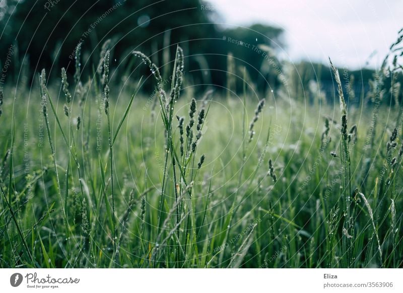 Wet grasses on a green meadow in rain Meadow Rain Drop Rainy weather Drops of water Nature Dew Grass Damp Plant out