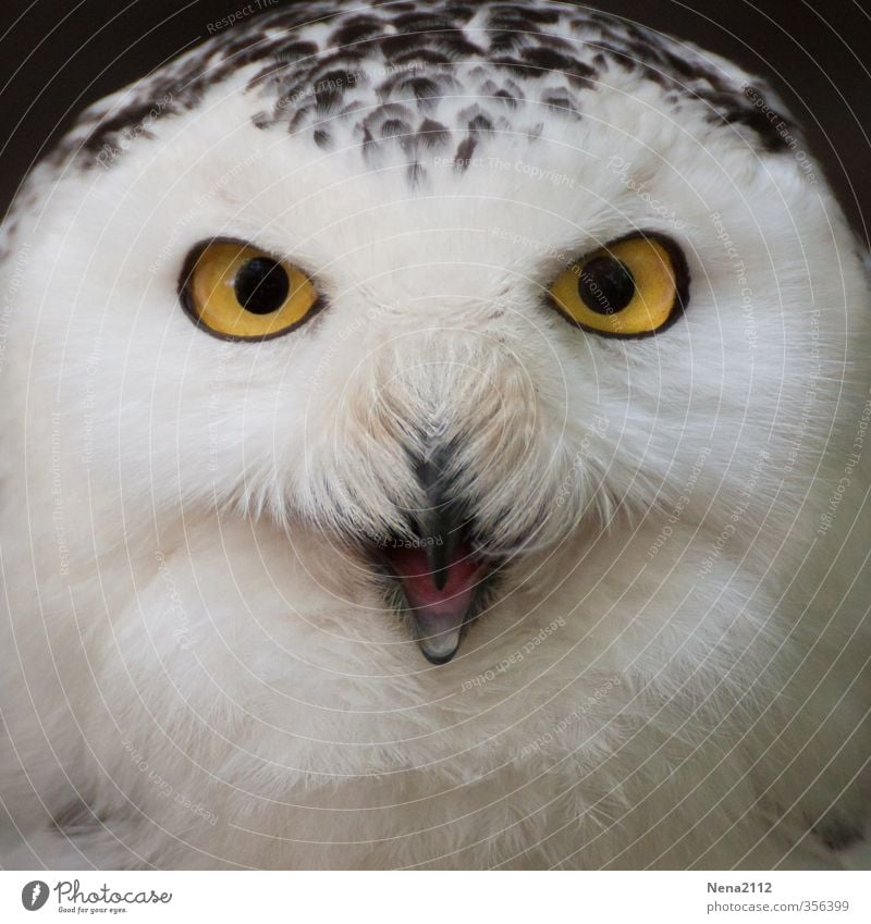 is what? Environment Nature Animal Bird Animal face 1 Scream Aggression Esthetic Fantastic Yellow White Owl birds Snowy owl Eyes Beak Colour photo Exterior shot