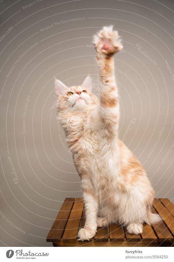 playful Maine Coon cat, sitting on a wooden table and lifting his paw Cat pets purebred cat maine coon cat Ear tufts Long Tuft already Fluffy Pelt feline Table