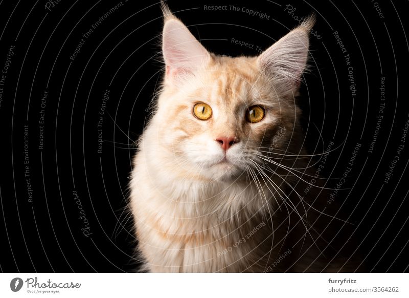 Studio portrait of a cream Maine Coon cat, isolated on black background Cat pets purebred cat maine coon cat Ear tufts Long Tuft already Fluffy Pelt feline