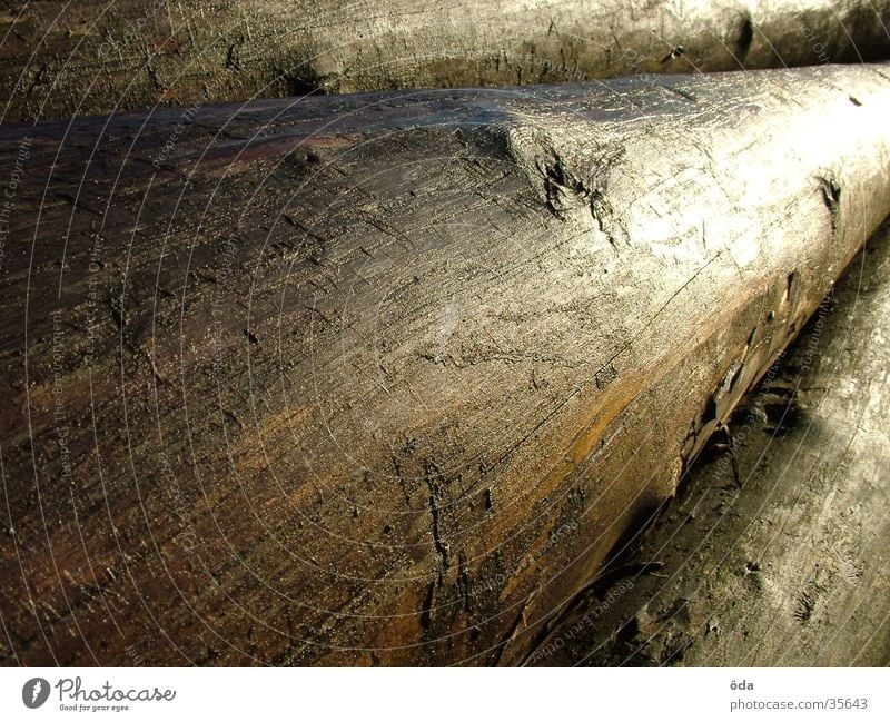 tree trunks Tree Damp Wet Wood Tree trunk Stack