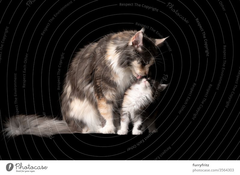 Studio portrait of an 8 weeks old Maine Coon kitten with mother cat licking the face Cat pets purebred cat maine coon cat Ear tufts Long Tuft already Enchanting