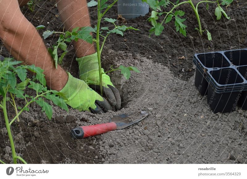 anticipation | of the delicious tomatoes when planting the tomato vines in the soil Garden implant Plant Tomato vine do gardening Extend spring tomato plant wax