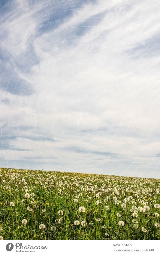 Dandelion Field dandelion puff flowers lowen tooth Meadow Willow tree spring Clouds Sky Nature Plant Colour photo Exterior shot Summer green Grass Sámen