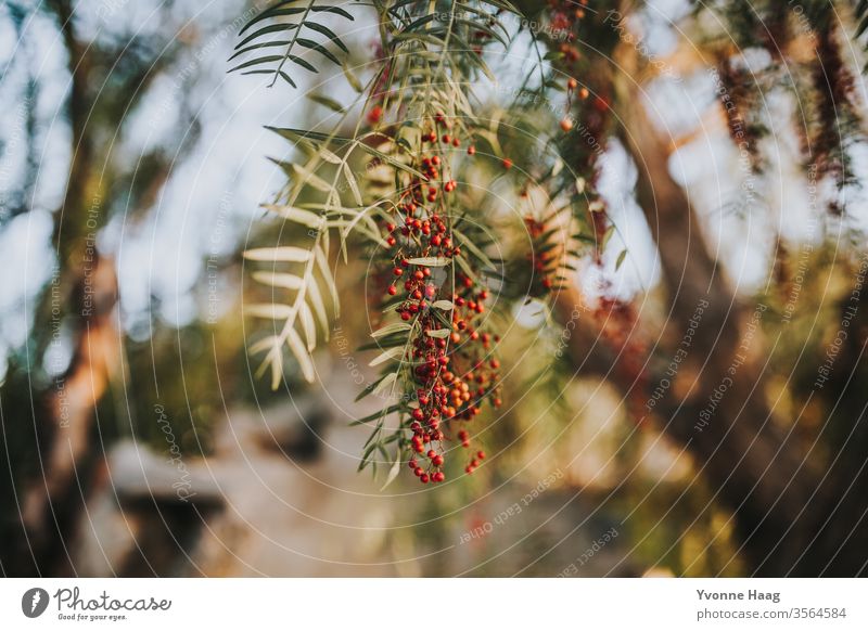 Peppercorns red Day Nature Exterior shot Water Slowly Exotic green Wild Deserted natural Summer Brown Environment Cute Small River South Sunlight Sunset Sunrise