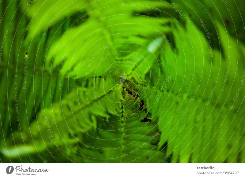 Fern from above flowers Relaxation holidays Garden allotment Garden allotments Deserted Nature Plant tranquillity Garden plot Summer Copy Space depth of field