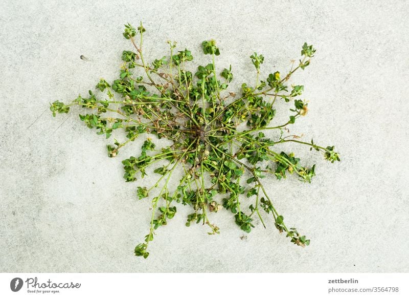 Weeds from below flowers herbaceous blossom bleed Garden Grass allotment Deserted Nature Plant weed Garden plot Summer shrub Copy Space depth of field Twig