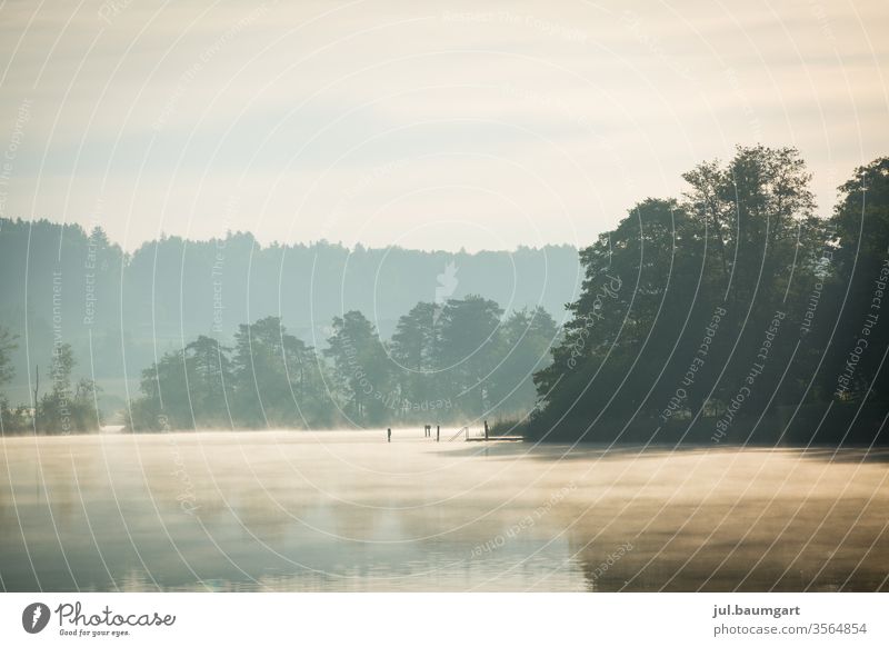 Silence at the lake silent tranquillity Nature Lake Cat Lake the world Fog huts Water Emotions Switzerland