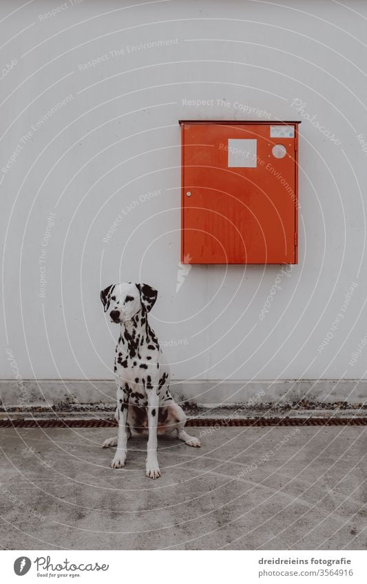 Firefighter Fire Dog Dalmatian Fire department Fire fighting dog New York City Lifesavers Sit Wait observantly watch NYC Red red box Emergency cabinet