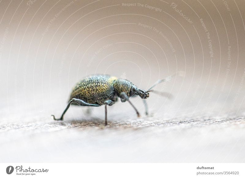 Macro shot of a green beetle Insect Beetle Bigmouth weevil Macro (Extreme close-up) macro Animal macro photo Crawler creep Small mini Diminutive Nature pest