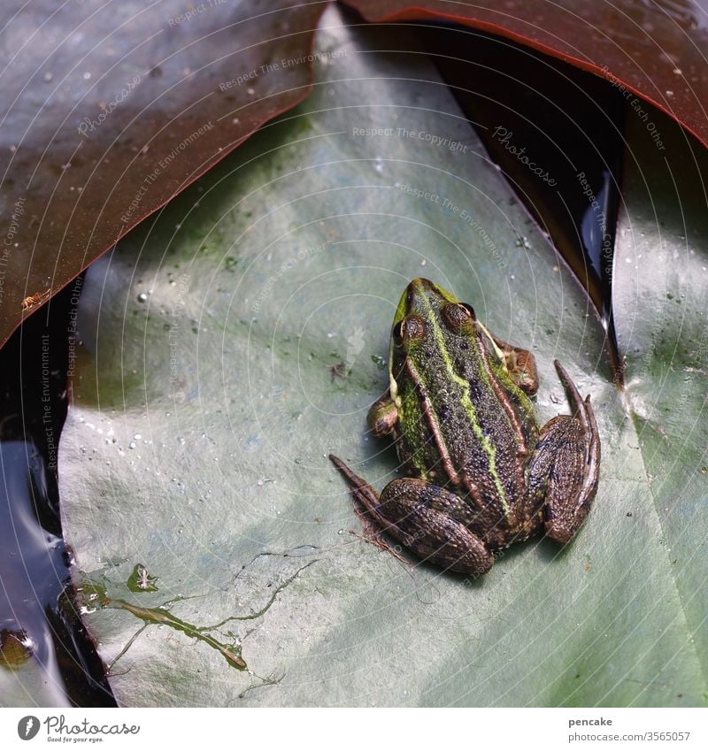 einfach aussitzen Frosch Seerose Seerosenblatt Teich Wasser Tier Sonnenschein Garten Natur Lebewesen Detail Pflanze grün