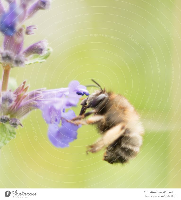 Bee on a purple flower of catnip Insect Nature Macro (Extreme close-up) Close-up bleed flowers Pollen Animal Nepeta Plant shrub Garden Colour photo Wild animal