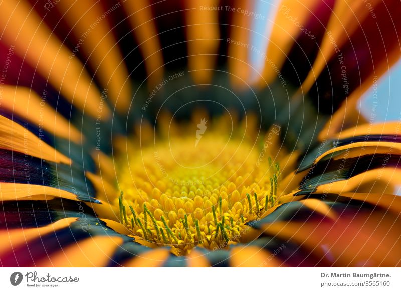 Gazania flowerhead from South Africa, likely Gazania rigens cultivar daisy-like composite blossom yellow orange drought-tolerant Asteraceae Compositae