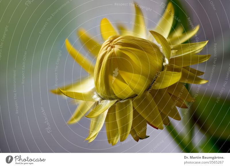 Yellow cultivar of Australian Xerochrysum bracteatum, Bracteantha bracteata, strawflower, paper daisy, closeup of a flower head everlasting plant yellow