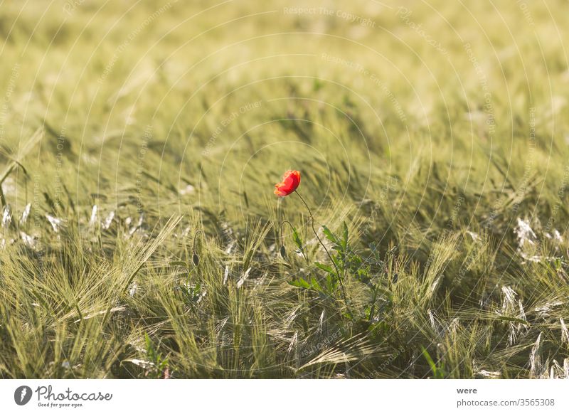 Flowering corn poppy in a ripening wheat field Blossoms agricultural area agriculture blooming copy space cornfield farmer farming flowering flowers food fruit