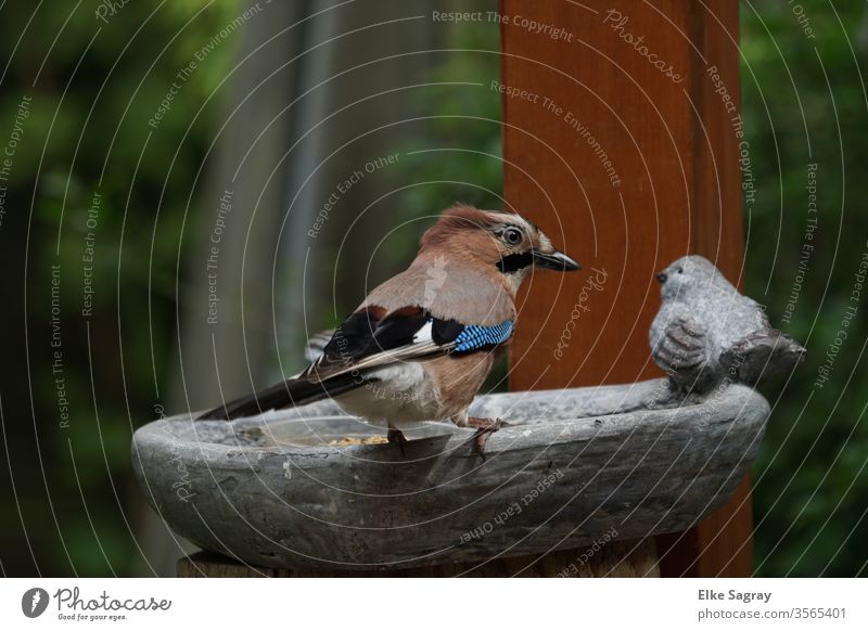 Jay . Young Bird birds Exterior shot Deserted Day Grand piano Nature Animal portrait Close-up