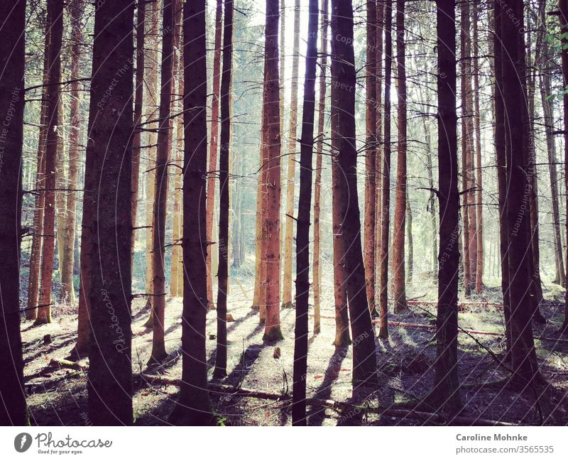 Trees in the forest illuminated by the afternoon sun Forest tree Nature green Exterior shot Colour photo Plant Day Deserted Environment Landscape natural Brown