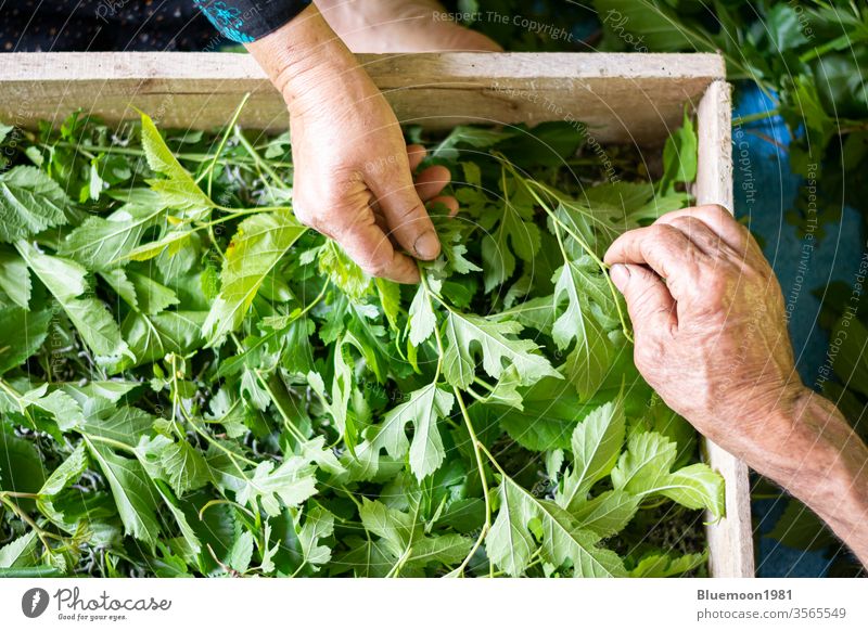 Close-up hands shot feeding silkworms by fresh mulberry leaves in traditional way Men woman local rural elderly senor indoor wooden box store care people