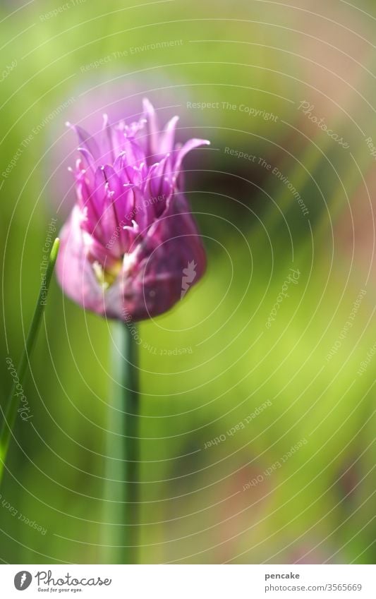 schnittlauchblüte Schnittlauch Blüte blühen öffnen pink grün Schnittlauchblüte Gewürz Pflanze Detail Natur Garten Nahaufnahme wachsen