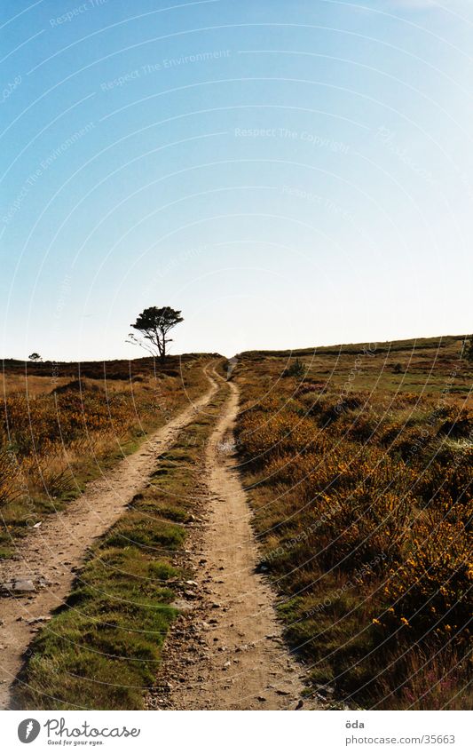 where to? Infinity Tree Far-off places Lanes & trails Blue sky Street Landscape Way of St James