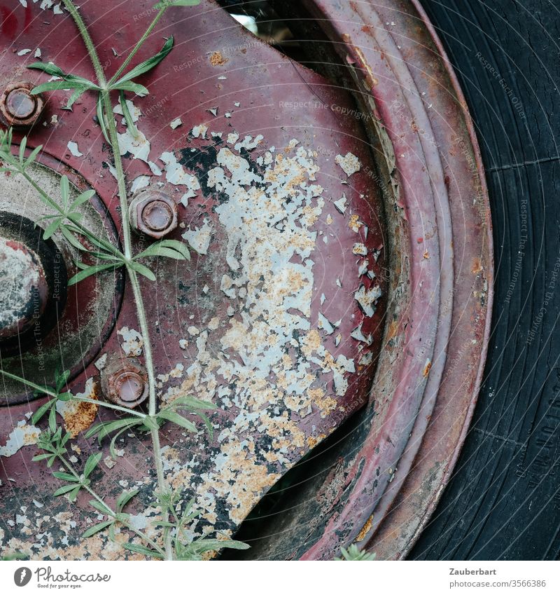 Old red rim of a field car with tire and plant decoration Wheel rim Red Flake off weigh Tire Plant Vehicle detail hub Rotate Stand standstill Transience bows