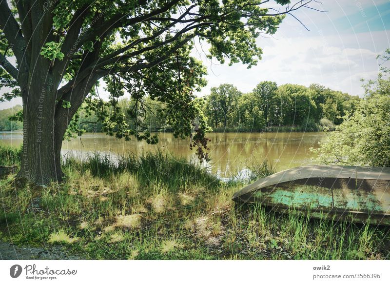 tin Landscape Lake Lakeside tree boat tranquillity Idyll Sunlight Beautiful weather