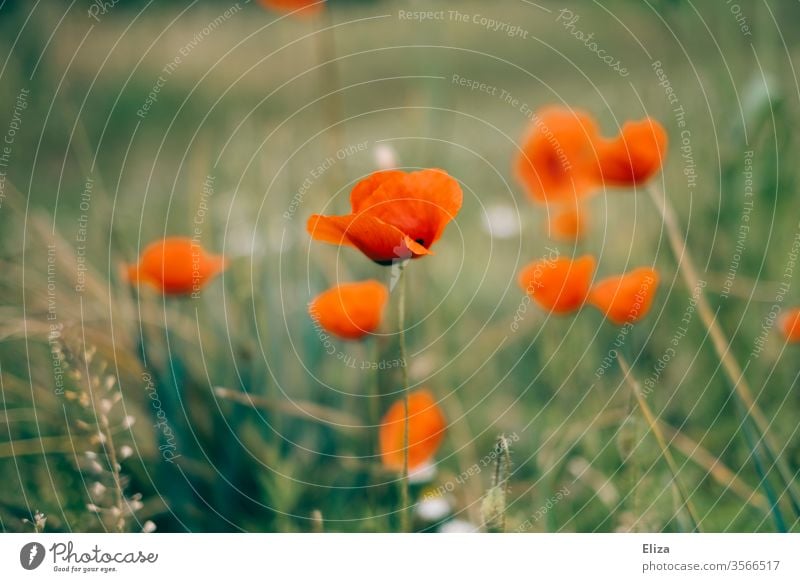 A meadow with red poppies Corn poppy Meadow Field Meadow flower spring Summer already Blossoming Flower meadow Poppy Idyll Red flowers green blossom