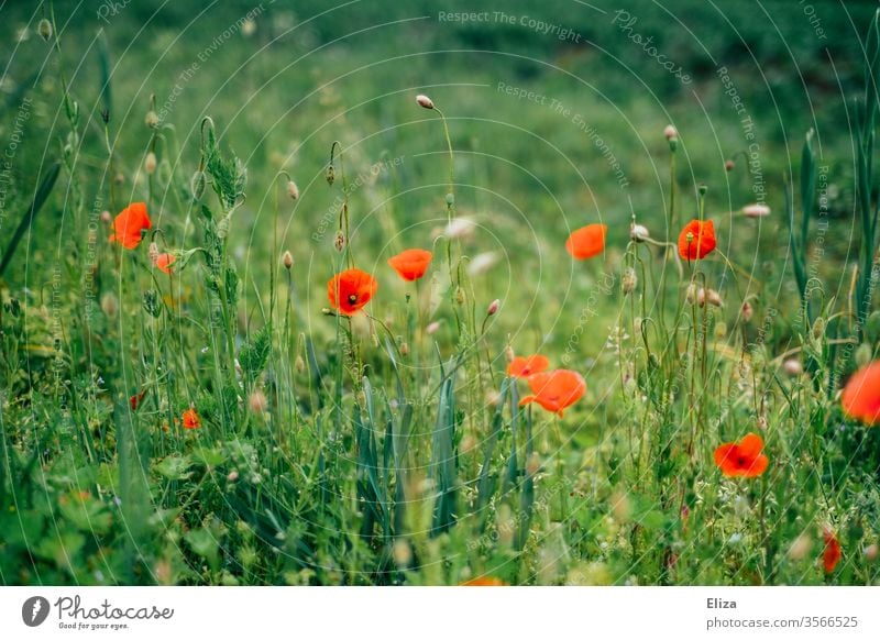 Red poppies on a green meadow Meadow Corn poppy spring blossom Poppy flowers Flower meadow Grass Meadow flower Field Garden spring meadow